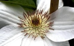Mrs. George Jackman Clematis - 1 Gallon Pot 12 Mrs. George Jackman Clematis - 1 Gallon Pot -Garden Plants clematis mrs george jackman 8