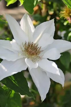 Mrs. George Jackman Clematis - 1 Gallon Pot 11 Mrs. George Jackman Clematis - 1 Gallon Pot -Garden Plants clematis mrs george jackman 9