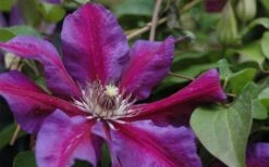 Mrs. Norman Thompson Clematis - 1 Gallon Pot 11 Mrs. Norman Thompson Clematis - 1 Gallon Pot -Garden Plants clematis mrs n thompson 1