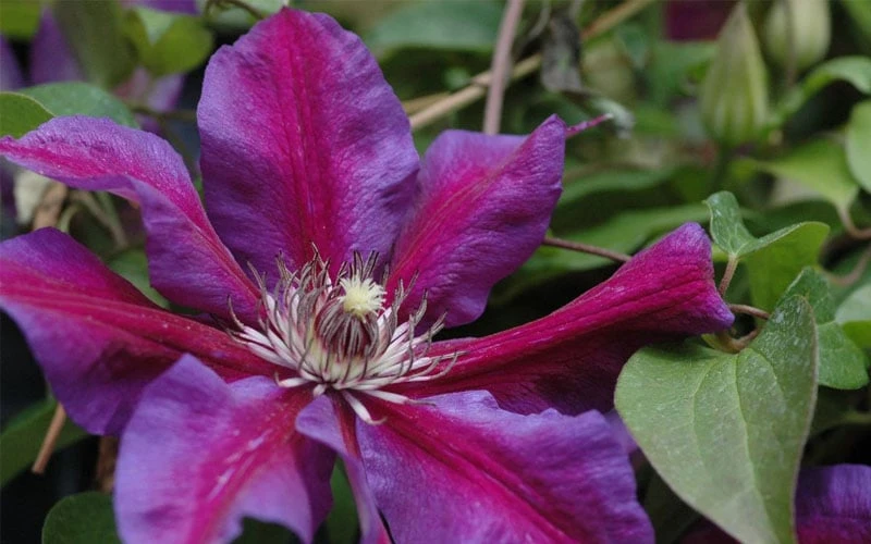 Mrs. Norman Thompson Clematis - 1 Gallon Pot 4 Mrs. Norman Thompson Clematis - 1 Gallon Pot - Image 4