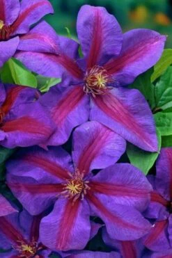 Mrs. Norman Thompson Clematis - 1 Gallon Pot 13 Mrs. Norman Thompson Clematis - 1 Gallon Pot -Garden Plants clematis mrs norman thompson 20