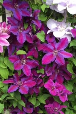 Mrs. Norman Thompson Clematis - 1 Gallon Pot 14 Mrs. Norman Thompson Clematis - 1 Gallon Pot -Garden Plants clematis mrs norman thompson 25