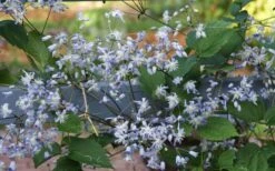 Mrs. Robert Brydon Clematis - 1 Gallon Pot 18 Mrs. Robert Brydon Clematis - 1 Gallon Pot -Garden Plants clematis mrs robert brydon 11