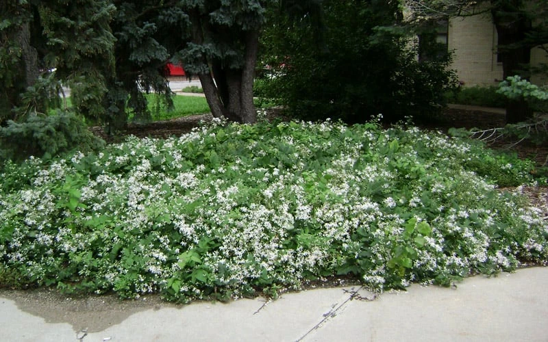 Mrs. Robert Brydon Clematis - 1 Gallon Pot 5 Mrs. Robert Brydon Clematis - 1 Gallon Pot - Image 5