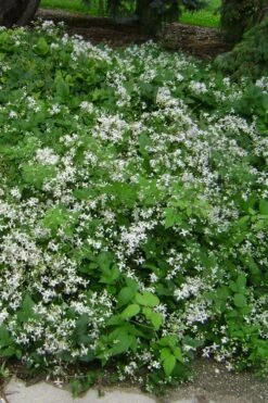 Mrs. Robert Brydon Clematis - 1 Gallon Pot 16 Mrs. Robert Brydon Clematis - 1 Gallon Pot -Garden Plants clematis mrs robert brydon 6