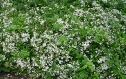 Mrs. Robert Brydon Clematis - 1 Gallon Pot 19 Mrs. Robert Brydon Clematis - 1 Gallon Pot -Garden Plants clematis mrs robert brydon 7