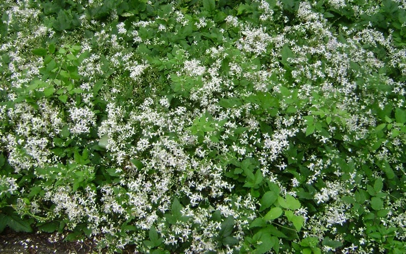 Mrs. Robert Brydon Clematis - 1 Gallon Pot 10 Mrs. Robert Brydon Clematis - 1 Gallon Pot - Image 10