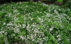 Mrs. Robert Brydon Clematis - 1 Gallon Pot 17 Mrs. Robert Brydon Clematis - 1 Gallon Pot -Garden Plants clematis mrs robert brydon 8