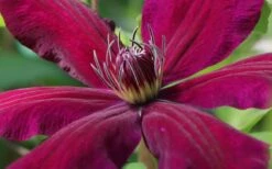 Niobe Clematis - 1 Gallon Pot -Garden Plants clematis niobe 1