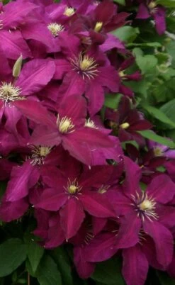 Niobe Clematis - 1 Gallon Pot -Garden Plants clematis niobe 2