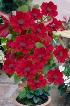 Nubia Clematis - 1 Gallon Pot 12 Nubia Clematis - 1 Gallon Pot -Garden Plants clematis nubia 3
