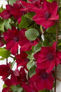 Nubia Clematis - 1 Gallon Pot 13 Nubia Clematis - 1 Gallon Pot -Garden Plants clematis nubia 4