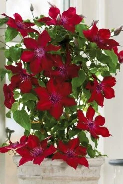 Nubia Clematis - 1 Gallon Pot 14 Nubia Clematis - 1 Gallon Pot -Garden Plants clematis nubia 5