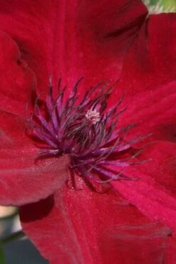 Nubia Clematis - 1 Gallon Pot 11 Nubia Clematis - 1 Gallon Pot -Garden Plants clematis nubia 6