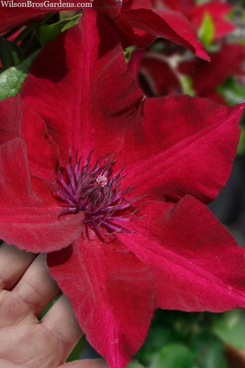 Nubia Clematis - 1 Gallon Pot 1 Nubia Clematis - 1 Gallon Pot