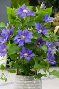 Olympia Clematis - 1 Gallon Pot -Garden Plants clematis olympia 1