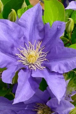 Olympia Clematis - 1 Gallon Pot -Garden Plants clematis olympia 3