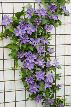 Olympia Clematis - 1 Gallon Pot -Garden Plants clematis olympia 6