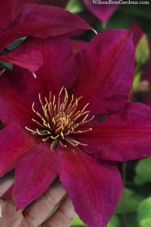 Picardy Clematis - 1 Gallon Pot 1 Picardy Clematis - 1 Gallon Pot