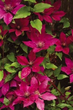 Picardy Clematis - 1 Gallon Pot 7 Picardy Clematis - 1 Gallon Pot -Garden Plants clematis picardy 9