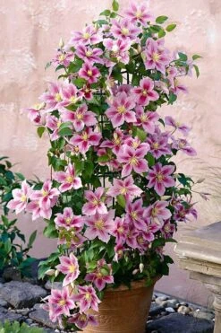 Piilu Clematis (Little Duckling) - 1 Gallon Pot -Garden Plants clematis piilu 3