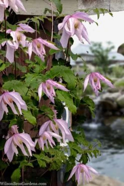 Pink Flamingo Clematis - 1 Gallon Pot -Garden Plants clematis pink flamingo 9