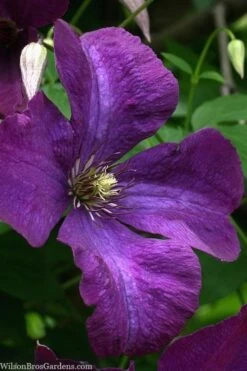 Polish Spirit Clematis - 1 Gallon Pot -Garden Plants clematis polish spirit 1