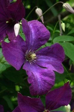 Polish Spirit Clematis - 1 Gallon Pot -Garden Plants clematis polish spirit 2