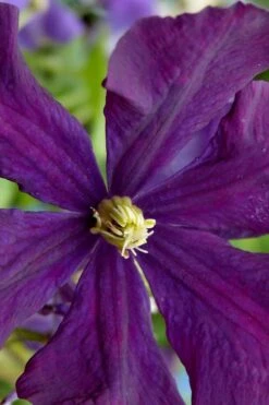 Polish Spirit Clematis - 1 Gallon Pot -Garden Plants clematis polish spirit 5