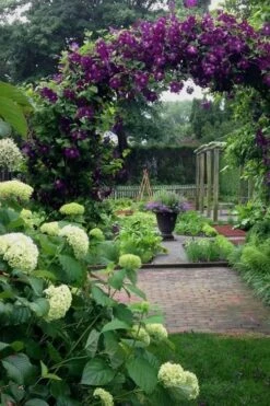 Polish Spirit Clematis - 1 Gallon Pot -Garden Plants clematis polish spirit 7