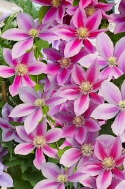 Poseidon Clematis - 1 Gallon Pot -Garden Plants clematis poseidon 11