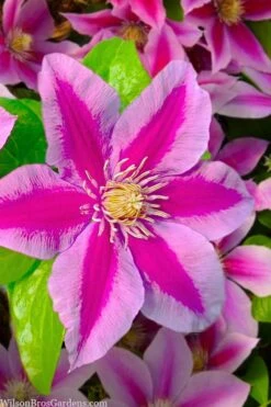 Poseidon Clematis - 1 Gallon Pot -Garden Plants clematis poseidon 12