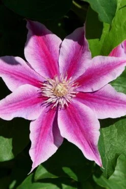 Poseidon Clematis - 1 Gallon Pot -Garden Plants clematis poseidon 9