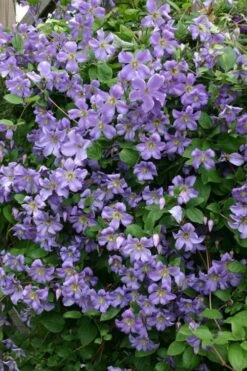 Prince Charles Clematis - 1 Gallon Pot -Garden Plants clematis prince charles 1
