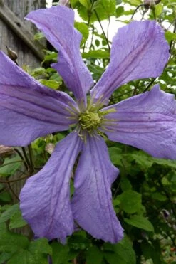 Prince Charles Clematis - 1 Gallon Pot -Garden Plants clematis prince charles 4