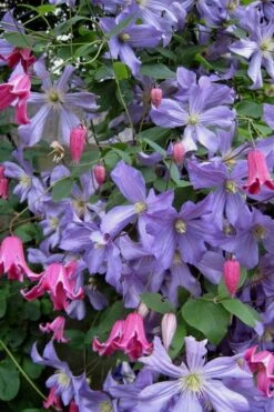 Prince Charles Clematis - 1 Gallon Pot -Garden Plants clematis prince charles 6