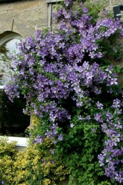 Prince Charles Clematis - 1 Gallon Pot -Garden Plants clematis prince charles 9