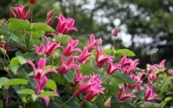 Princess Diana Clematis - 1 Gallon Pot -Garden Plants clematis princess diana 1