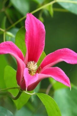 Princess Diana Clematis - 1 Gallon Pot -Garden Plants clematis princess diana 3