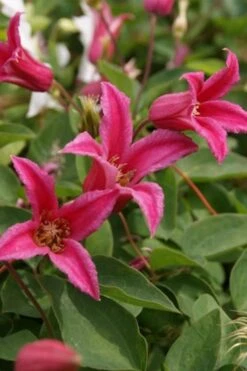 Princess Diana Clematis - 1 Gallon Pot -Garden Plants clematis princess diana 4