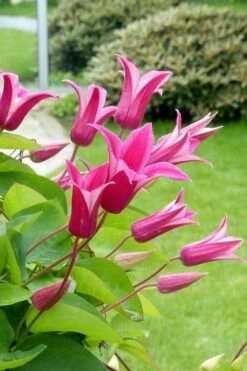 Princess Diana Clematis - 1 Gallon Pot -Garden Plants clematis princess diana 5