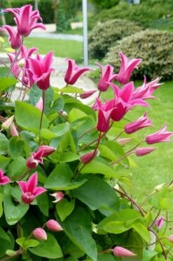 Princess Diana Clematis - 1 Gallon Pot -Garden Plants clematis princess diana 6