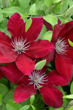 Rebecca Clematis - 1 Gallon Pot -Garden Plants clematis rebecca 5