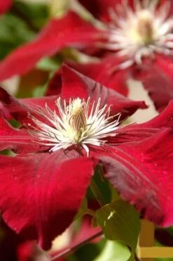 Rebecca Clematis - 1 Gallon Pot -Garden Plants clematis rebecca 6