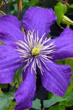 Rhapsody Clematis - 1 Gallon Pot -Garden Plants clematis rhapsody 3