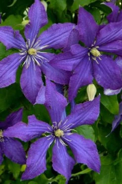 Rhapsody Clematis - 1 Gallon Pot -Garden Plants clematis rhapsody 4