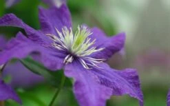 Rhapsody Clematis - 1 Gallon Pot -Garden Plants clematis rhapsody 5