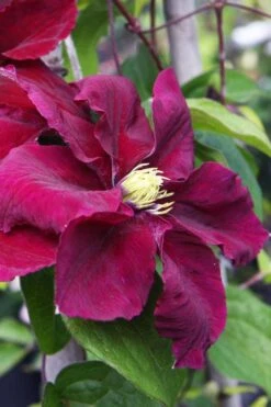 Rosemoor Clematis - 1 Gallon Pot -Garden Plants clematis rosemoor 5