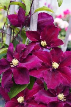 Rosemoor Clematis - 1 Gallon Pot -Garden Plants clematis rosemoor 6