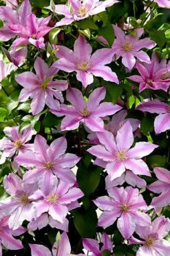 Sally Clematis - 1 Gallon Pot -Garden Plants clematis sally 22